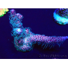 WYSIWYG Acropora millepora Fidji acclimaté led