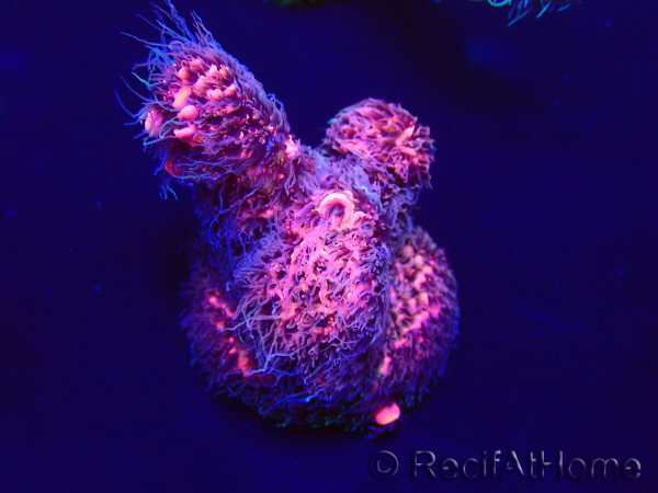 WYSIWYG Acropora aclimatado LED