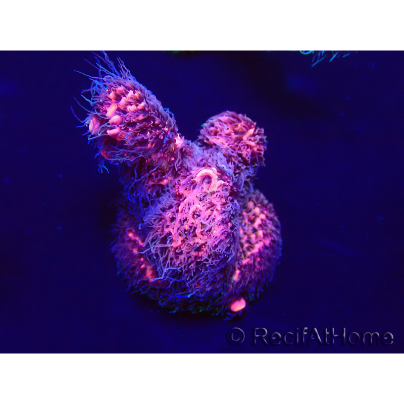 WYSIWYG Acropora acclimated LED