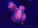 WYSIWYG Acropora acclimated LED