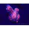 WYSIWYG Acropora aclimatado LED