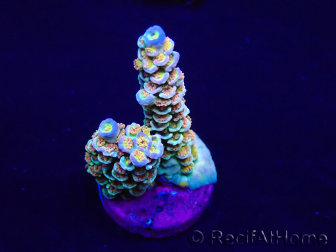 WYSIWYG Acropora acclimaté led