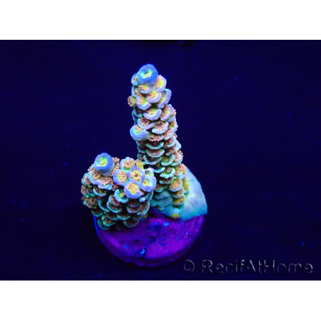 WYSIWYG Acropora acclimaté led