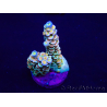 WYSIWYG Acropora acclimaté led