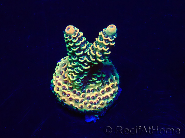 WYSIWYG Acropora 15M5 Mariculture acclimaté led