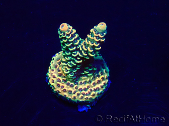WYSIWYG Acropora 15M5 Mariculture acclimaté led