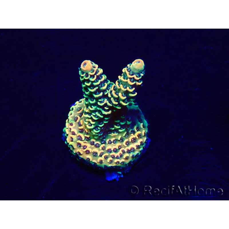 WYSIWYG Acropora 15M5 Mariculture acclimaté led