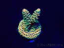 WYSIWYG Acropora Australie acclimaté led