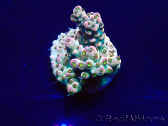 WYSIWYG Acropora Australia acclimatato LED