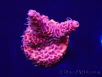 WYSIWYG Acropora millepora15M7 Mariculture acclimaté led