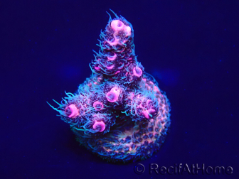 WYSIWYG Acropora millepora 15M8 Mariculture acclimaté led