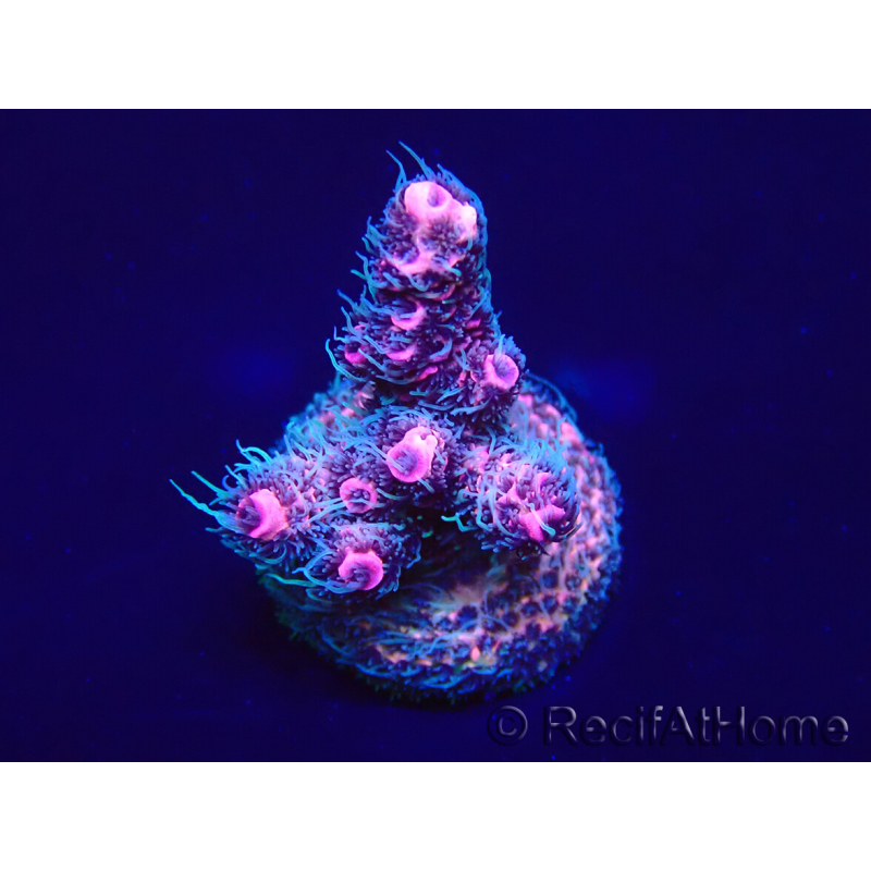 WYSIWYG Acropora millepora Mariculture acclimaté led