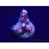 WYSIWYG Acropora millepora Mariculture acclimaté led