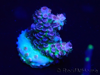 WYSIWYG Acropora Geacclimatiseerde maricultuur LED