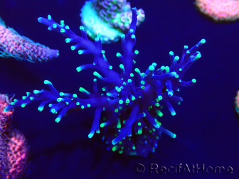 WYSIWYG Acropora Mariculture acclimated LED