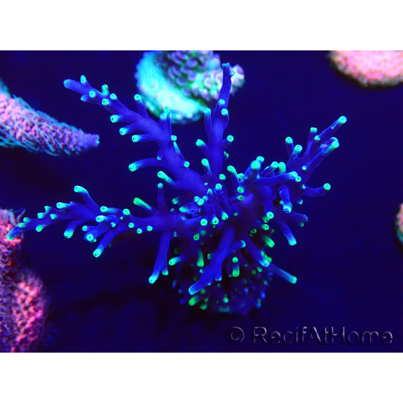 WYSIWYG Acropora Marikultur akklimatisiert LED