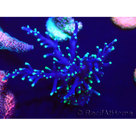WYSIWYG Acropora Maricultuur geacclimatiseerd LED