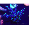 WYSIWYG Acropora Maricoltura acclimatata a LED