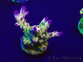 WYSIWYG Acropora Marikultur akklimatisiert LED