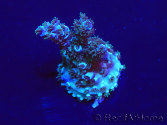 WYSIWYG Acropora Marikultur akklimatisiert LED