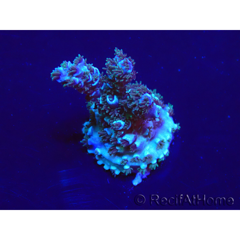 WYSIWYG Acropora Maricoltura acclimatata a LED