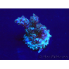 WYSIWYG Acropora Mariculture acclimated LED