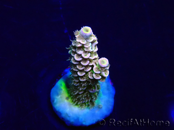 WYSIWYG Acropora tenuis 15N3 Mariculture acclimaté led