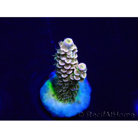 WYSIWYG Acropora Marikultur akklimatisiert LED