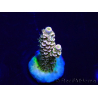 WYSIWYG Acropora Maricultura aclimatado a LED