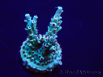 WYSIWYG Acropora 15N4 Mariculture acclimaté led