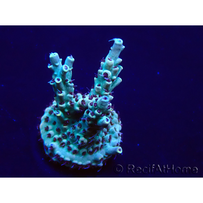 WYSIWYG Acropora Mariculture acclimaté led