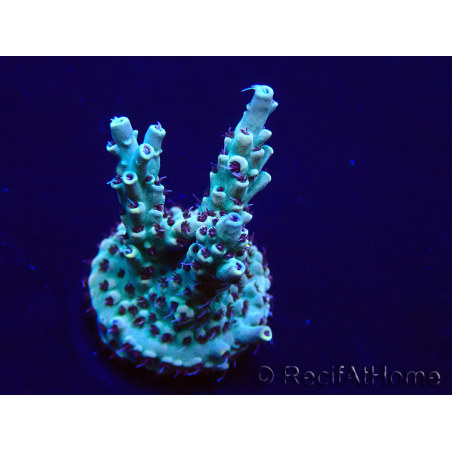 WYSIWYG Acropora Mariculture acclimaté led
