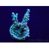 WYSIWYG Acropora Marikultur akklimatisiert LED