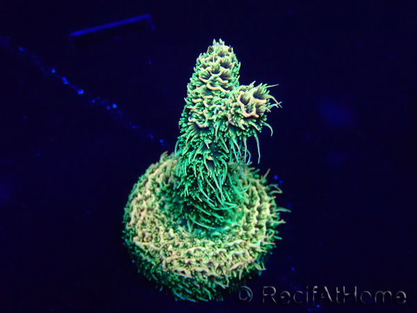 WYSIWYG Acropora akklimatisiert LED