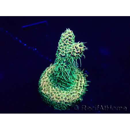 WYSIWYG Acropora millepora 15N5 Mariculture acclimaté led