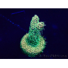 WYSIWYG Acropora acclimaté led