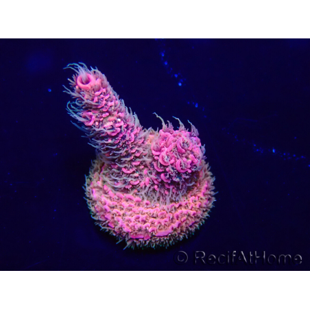 WYSIWYG Acropora acclimaté led