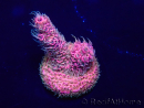 WYSIWYG Acropora akklimatisiert LED