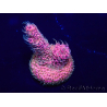 WYSIWYG Acropora acclimaté led