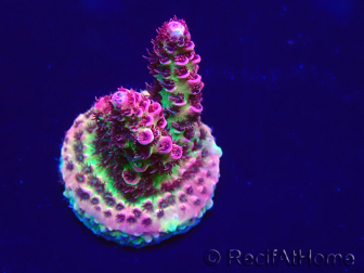 WYSIWYG Acropora hyacinthus 15N8 Mariculture acclimaté led