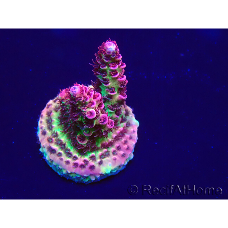 WYSIWYG Acropora Australia acclimated LED