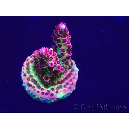 WYSIWYG Acropora Australie acclimaté led