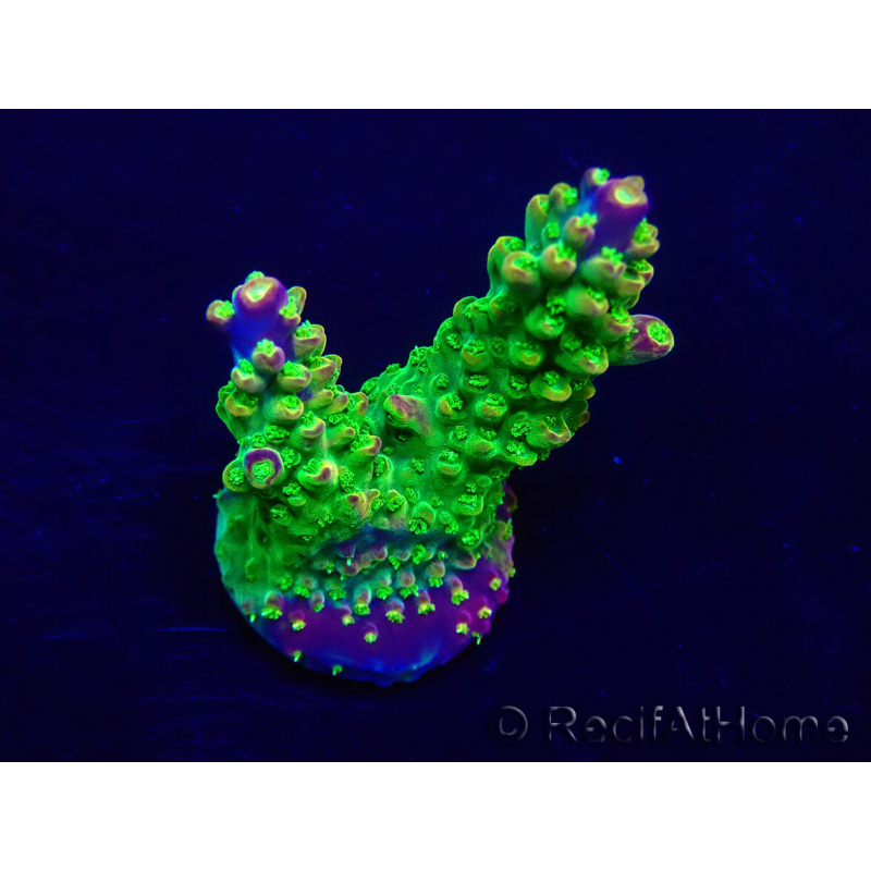 WYSIWYG Acropora Marikultur akklimatisiert LED