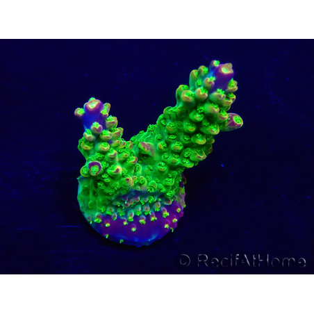WYSIWYG AcroporaMaricoltura acclimatata LED