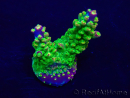 WYSIWYG Acropora Maricultura aclimatada led