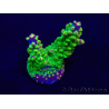 WYSIWYG AcroporaMaricoltura acclimatata LED
