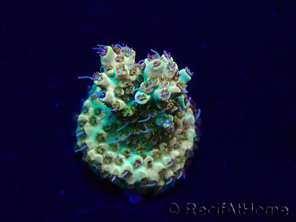 WYSIWYG Acropora Marikultur akklimatisiert LED