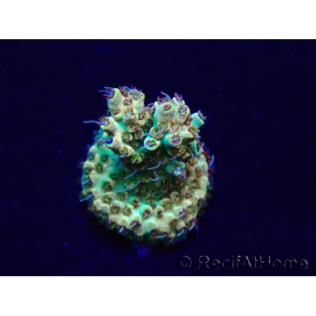 WYSIWYG Acropora Maricultuur geacclimatiseerd LED