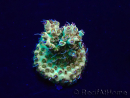 WYSIWYG Acropora Maricoltura acclimatata a LED