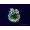 WYSIWYG Acropora Maricultura aclimatada LED